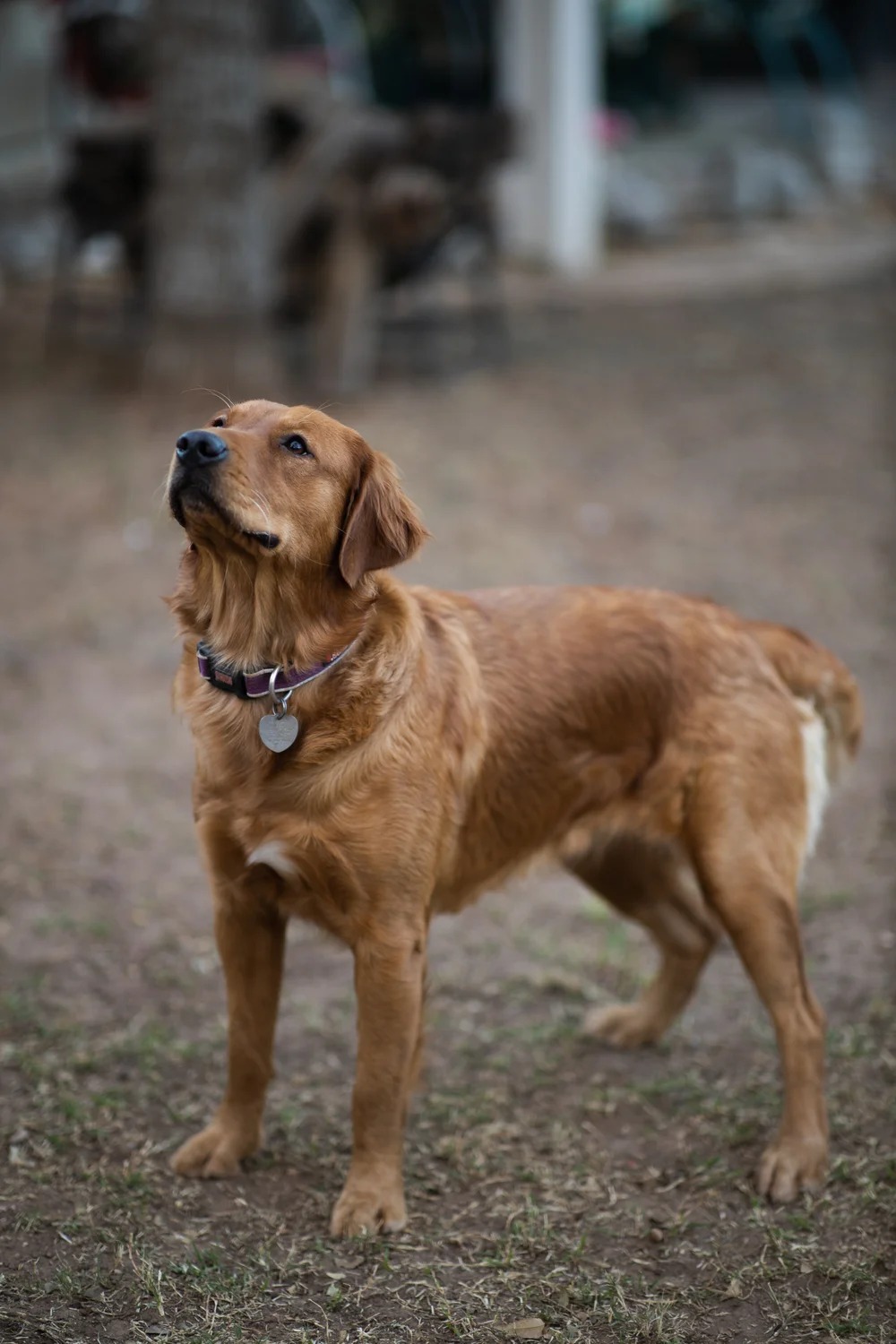 Ginger photo 1