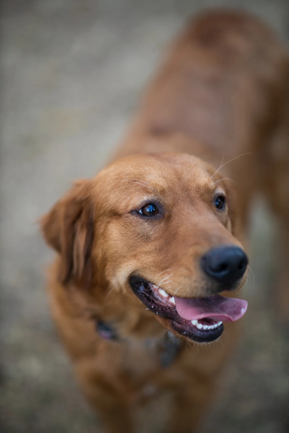 Ginger photo 2