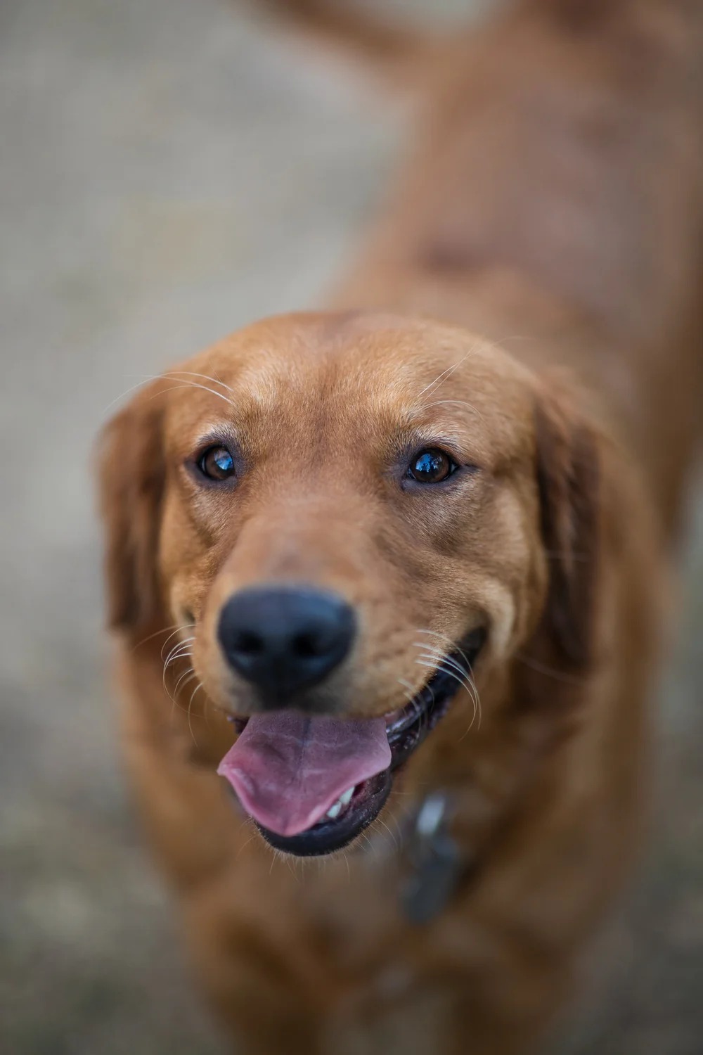 Ginger photo 3