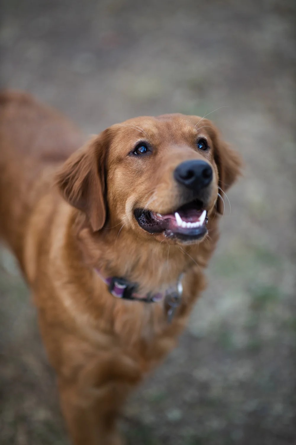 Ginger photo 4