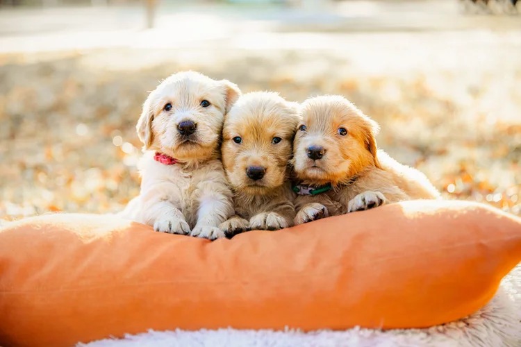 Golden Retriever close-up