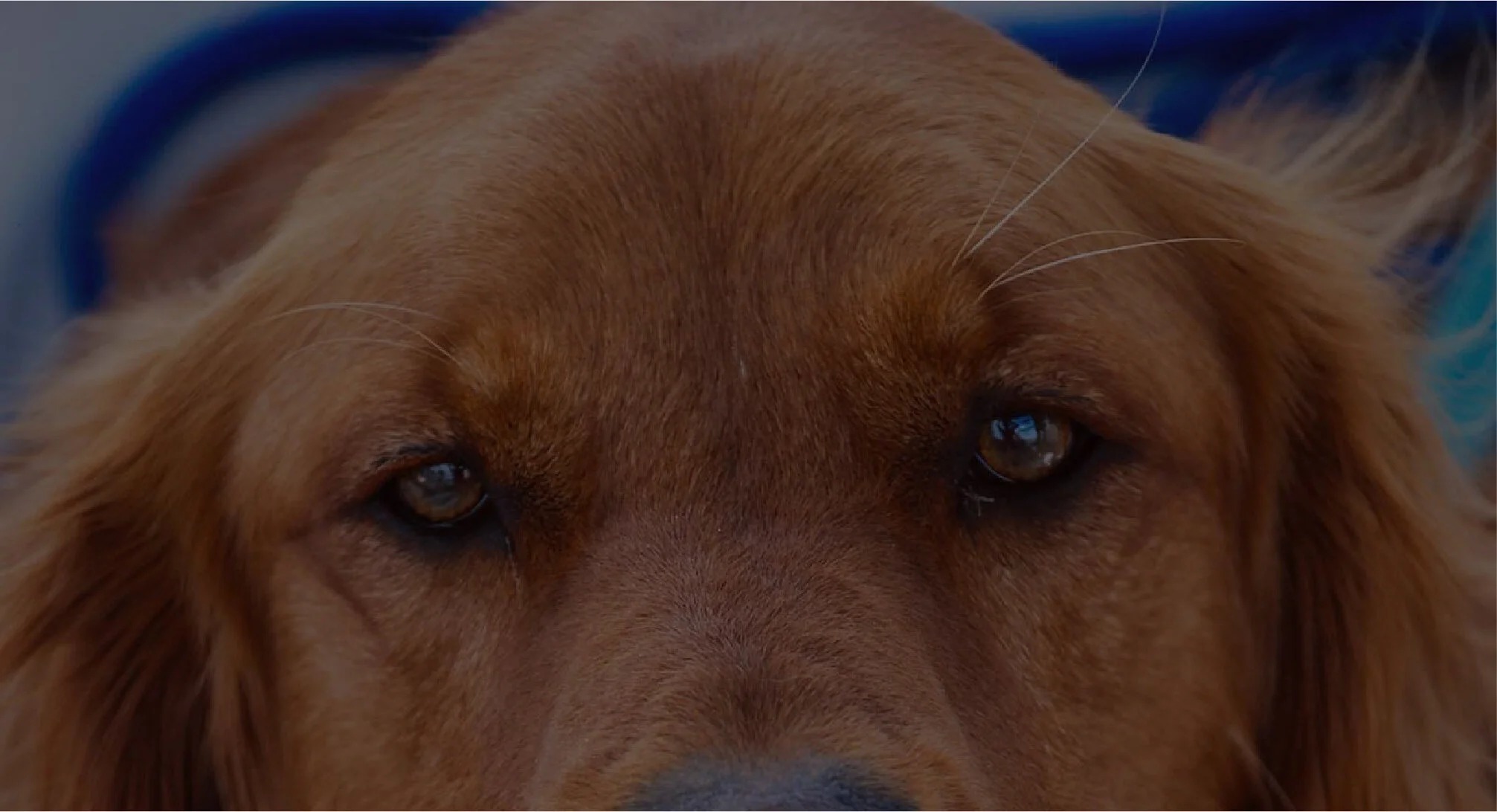 Golden Retrievers in the Texas Panhandle