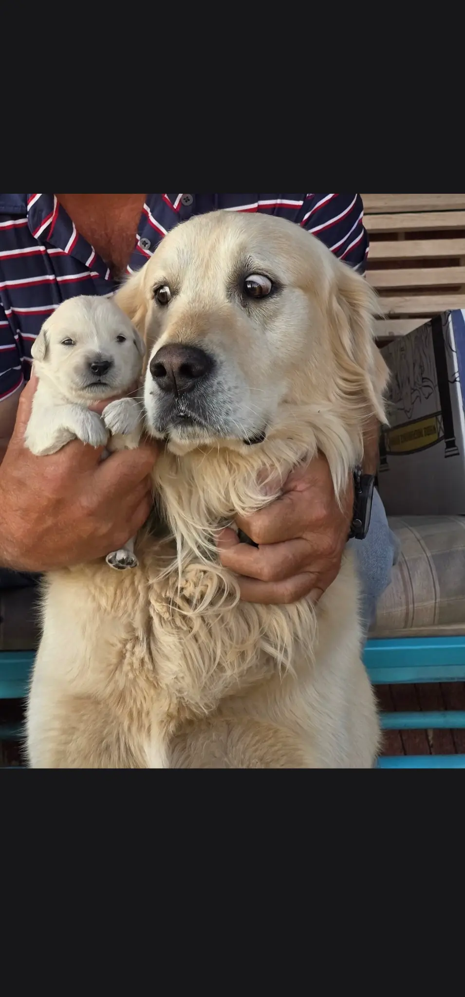 Luka, father of the available puppies