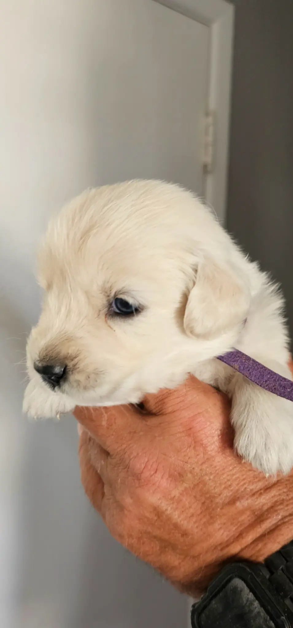 Available English Cream female puppy with purple collar