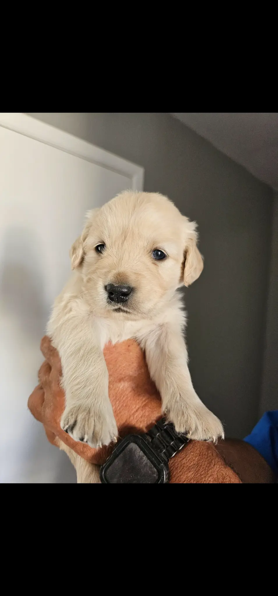 Available English Cream female puppy with yellow collar