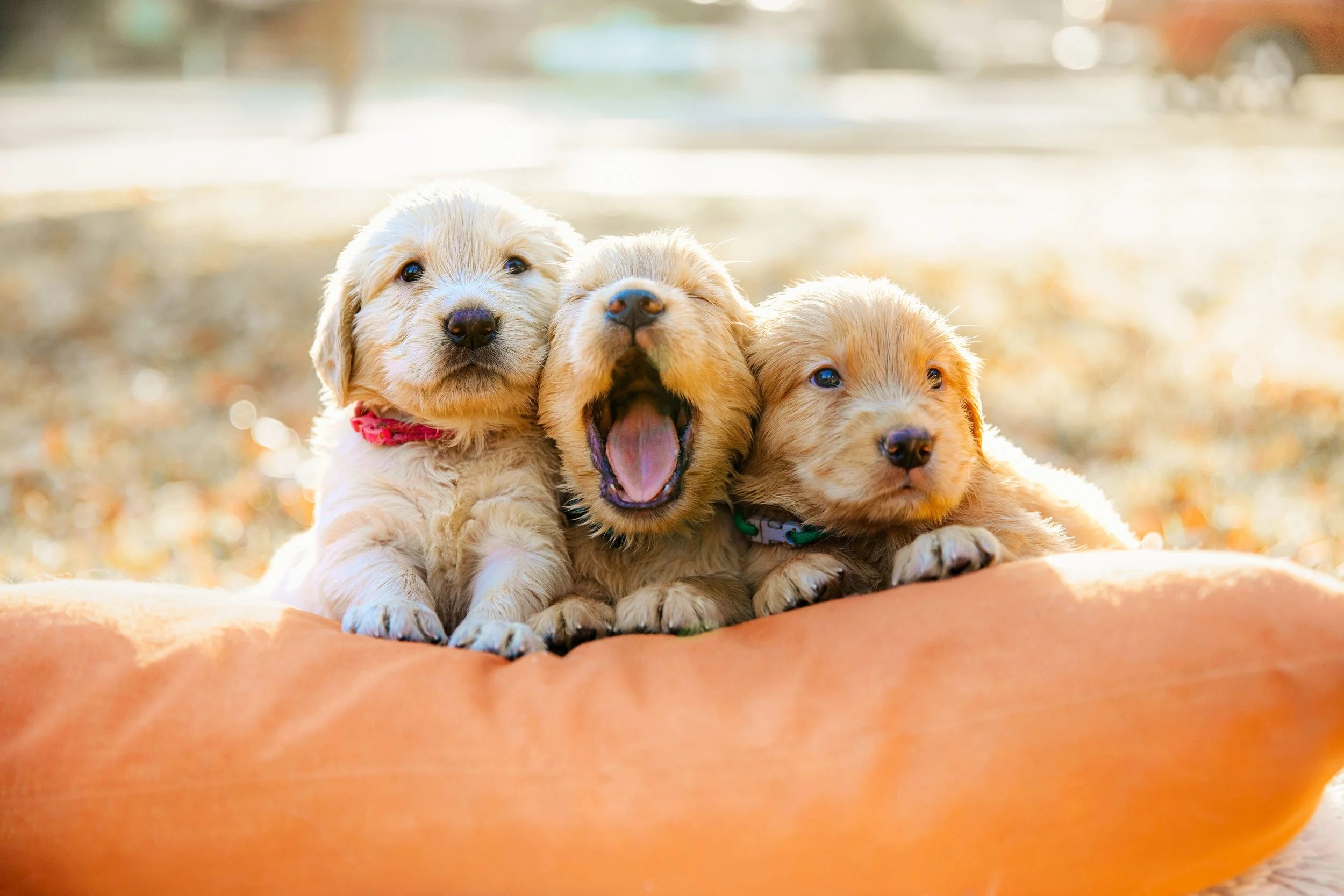 Golden Retriever close-up