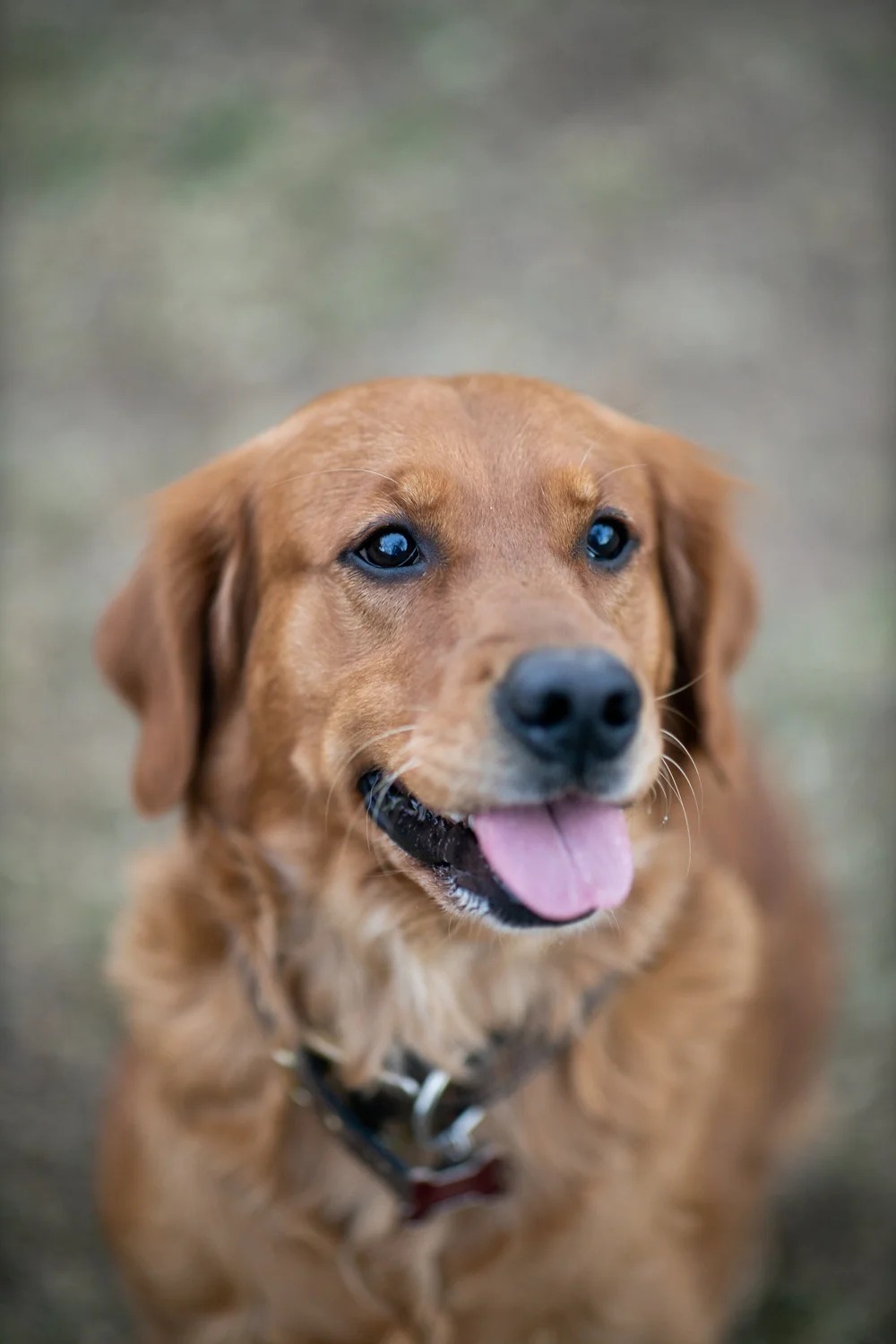 Peanut photo 1