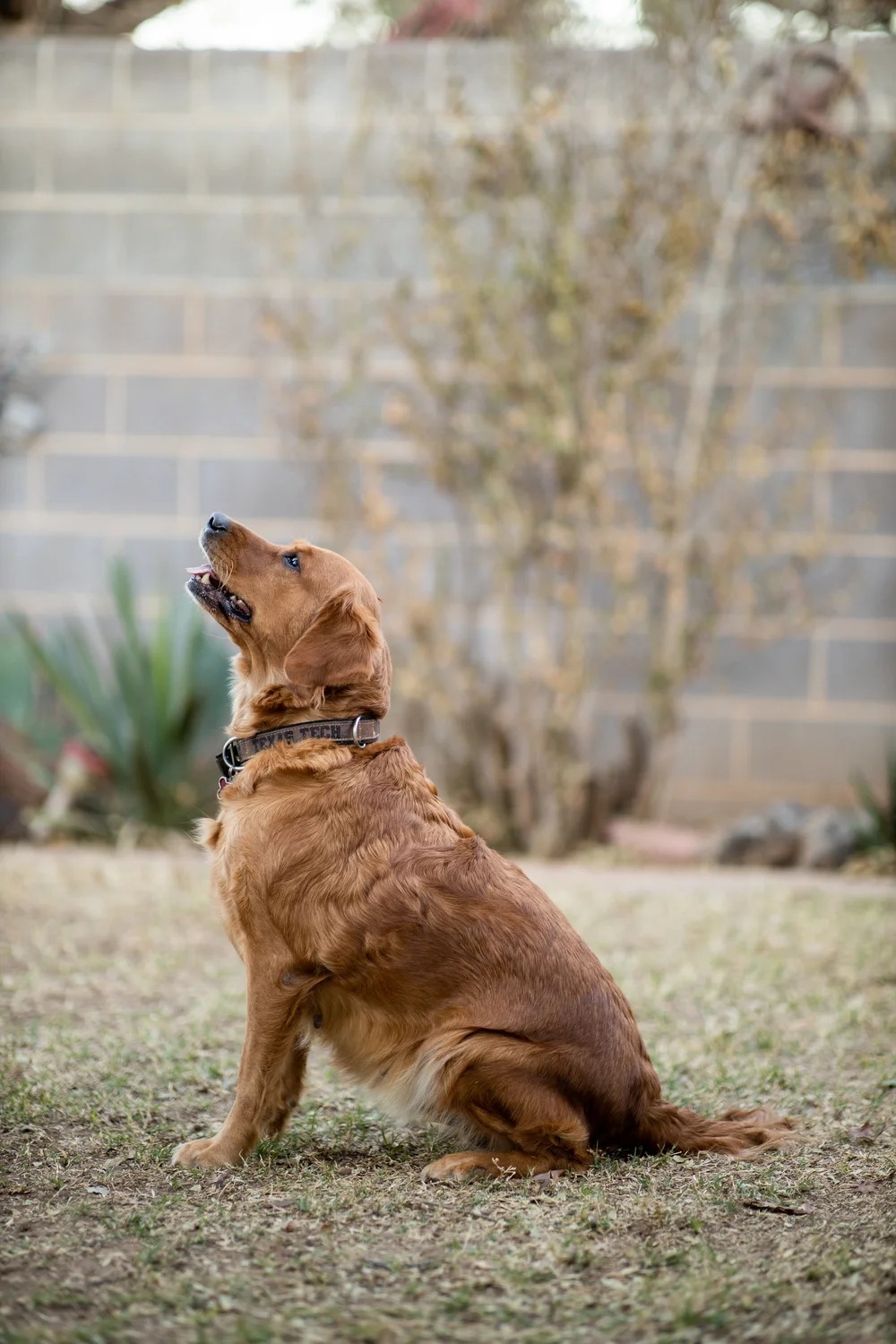 Peanut photo 2