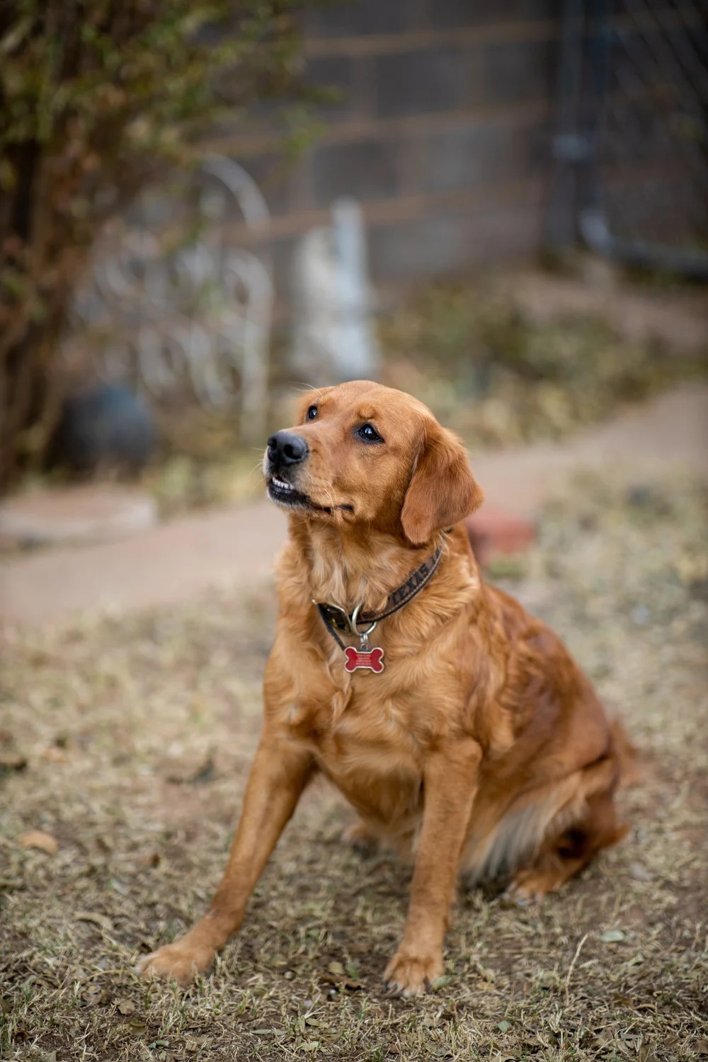 Peanut photo 3