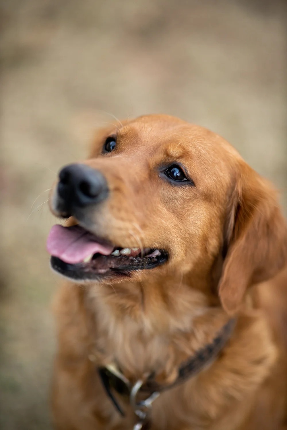 Peanut photo 4