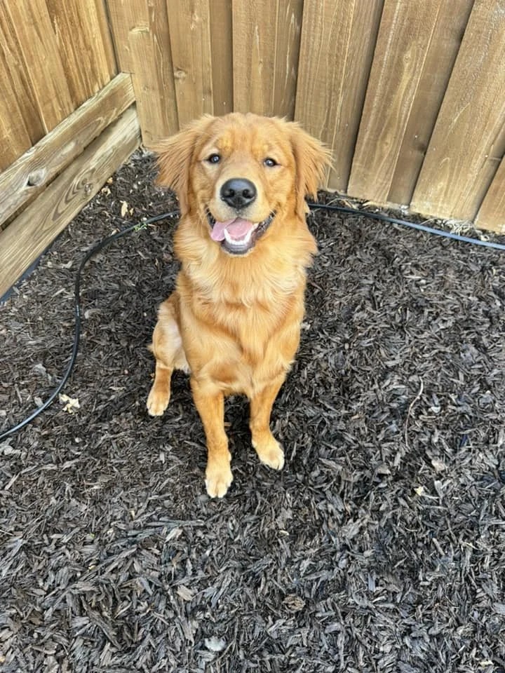 Ginger × Ruger | Spring 2023 photo 1