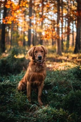 Ginger × Ruger | Spring 2023 photo 3