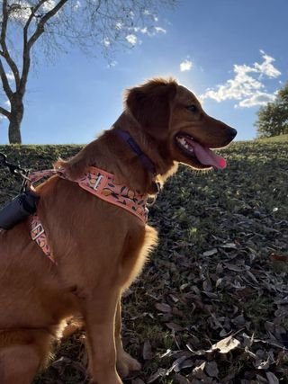 Ginger × Ruger | Spring 2023 photo 4