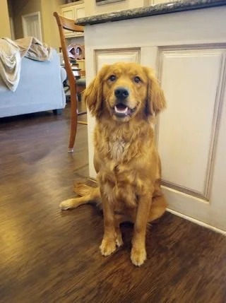 Ginger × Ruger | Spring 2023 photo 5