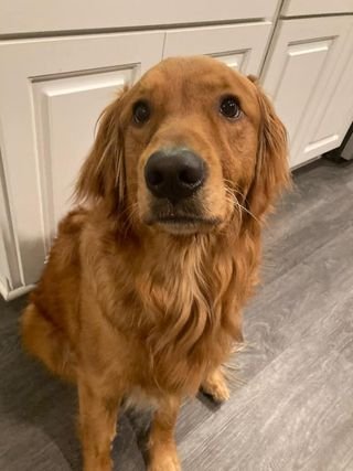 Ginger × Ruger | Spring 2022 photo 2