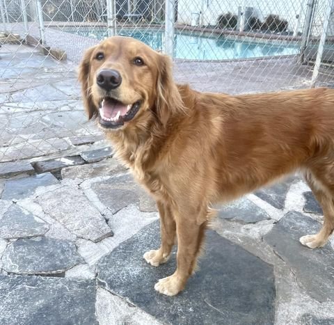 Ginger × Ruger | Spring 2022 photo 4
