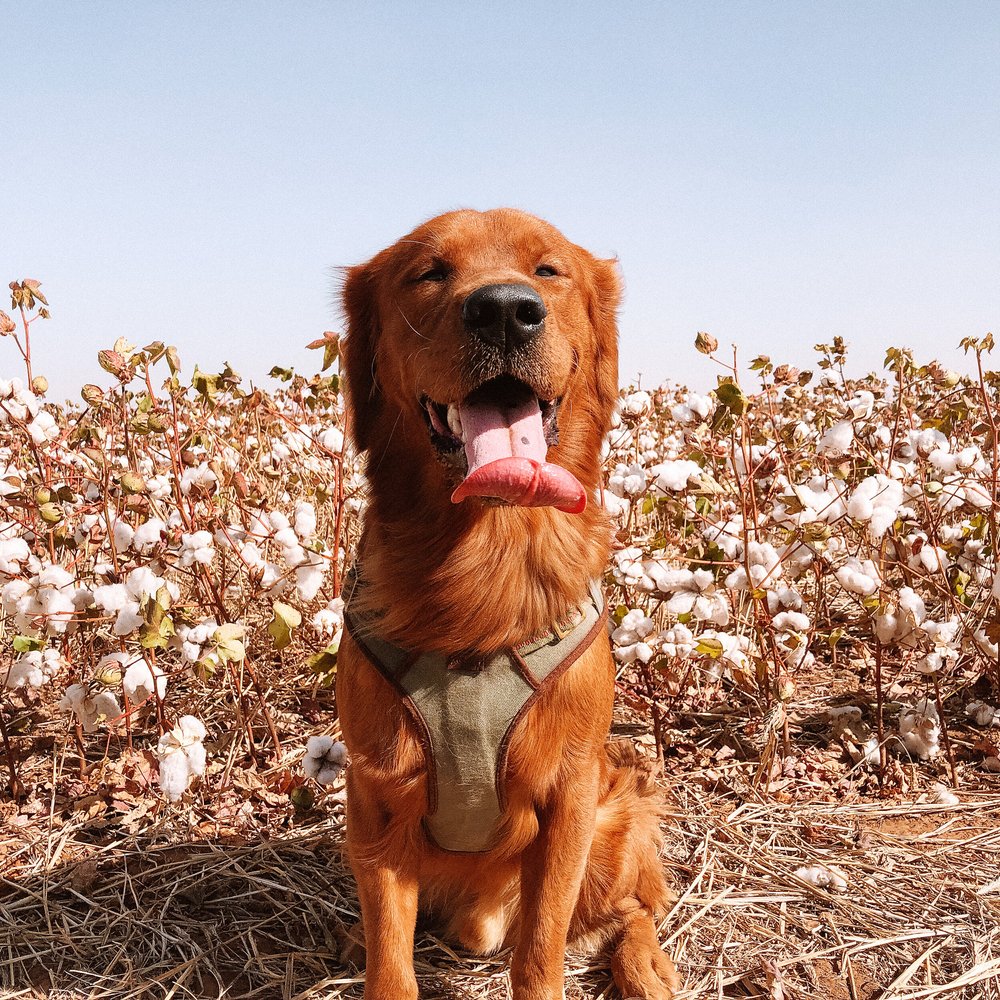 Peanut × Max | Spring 2019 photo 1