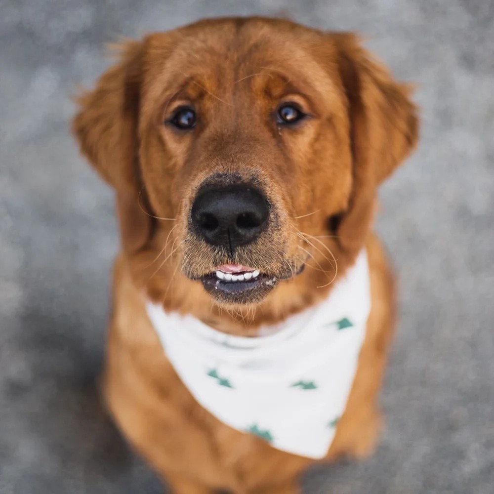 Peanut × Max | Spring 2019 photo 3