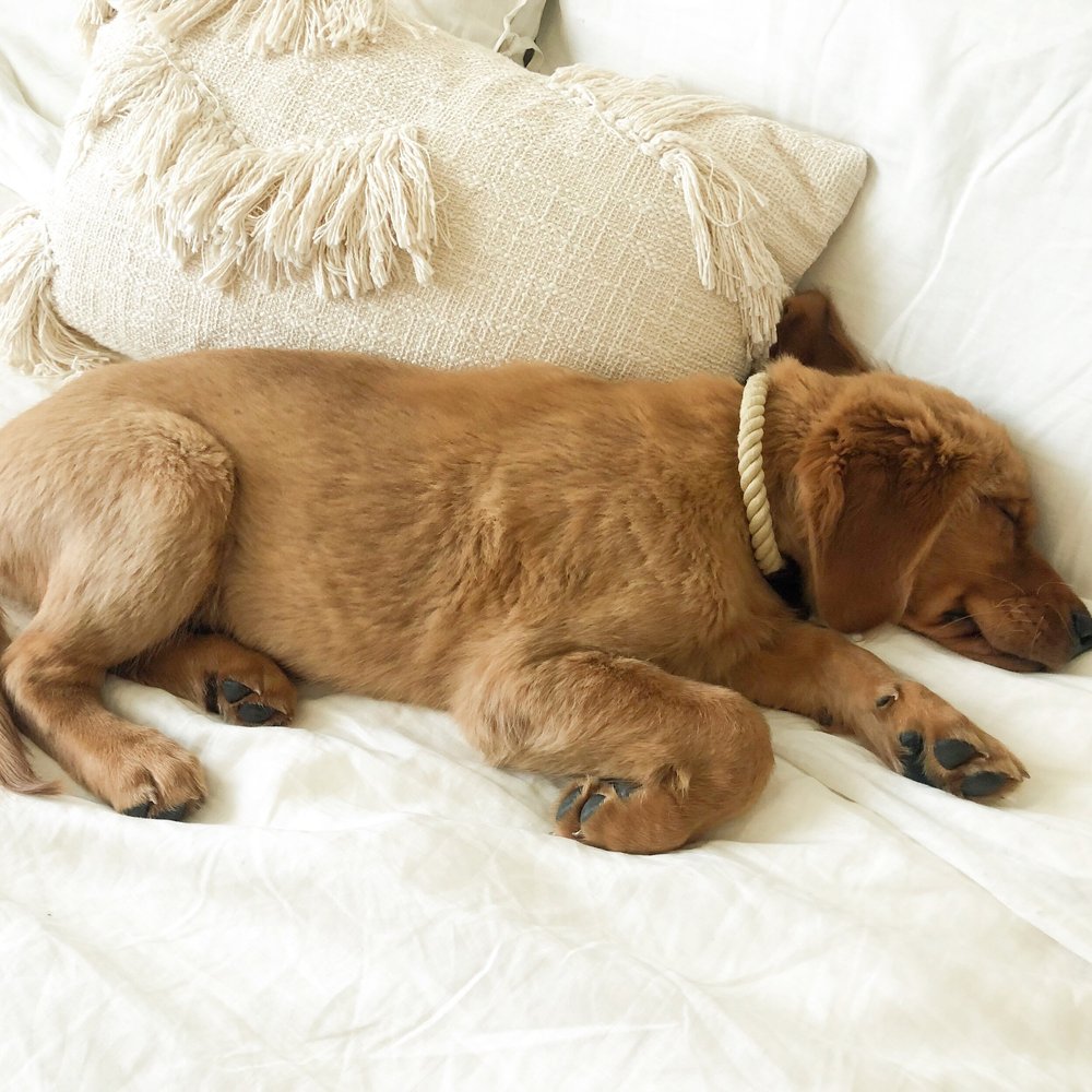 Peanut × Max | Spring 2019 photo 6