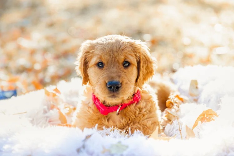 Golden Retriever puppies from behind