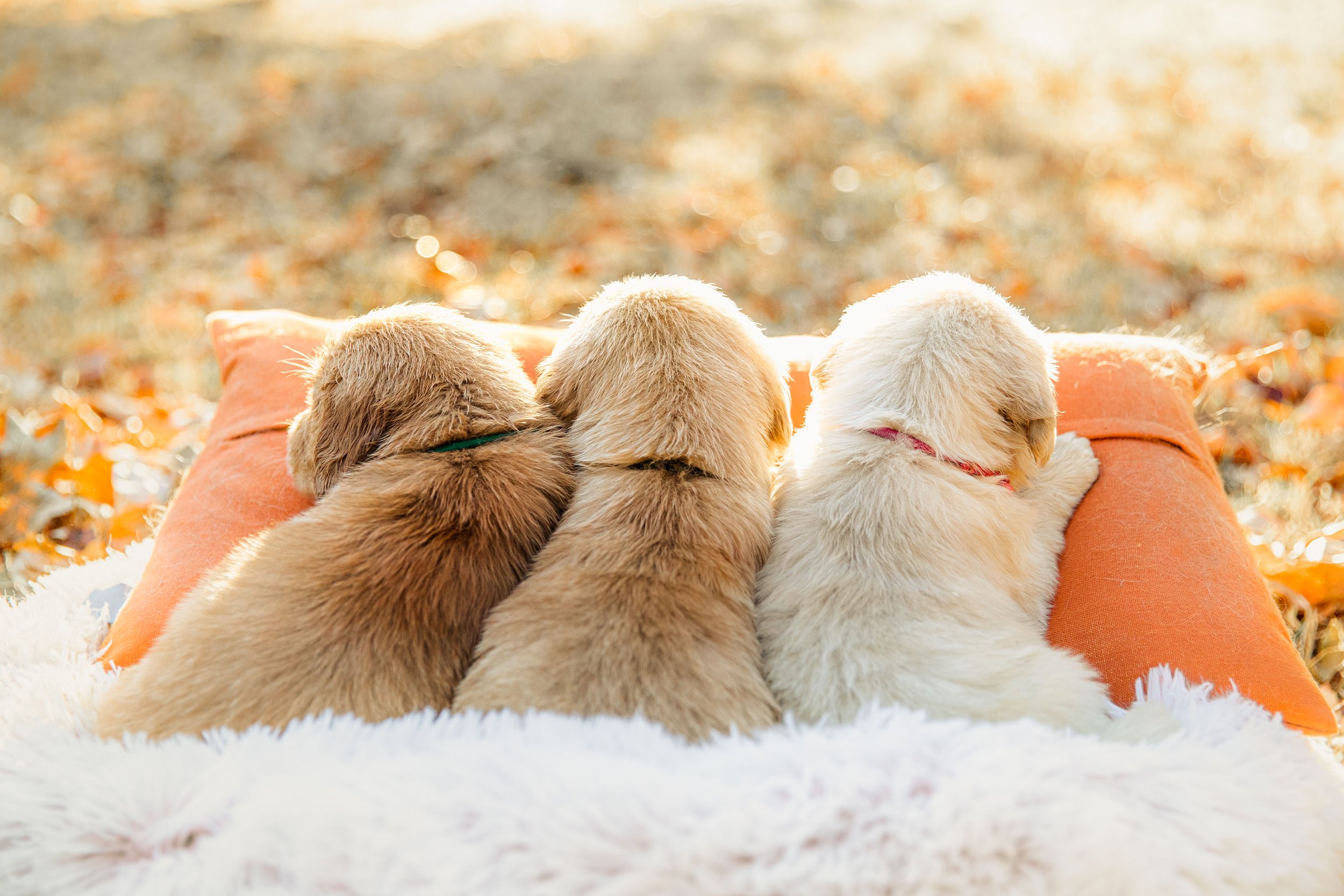 Golden Retriever puppies