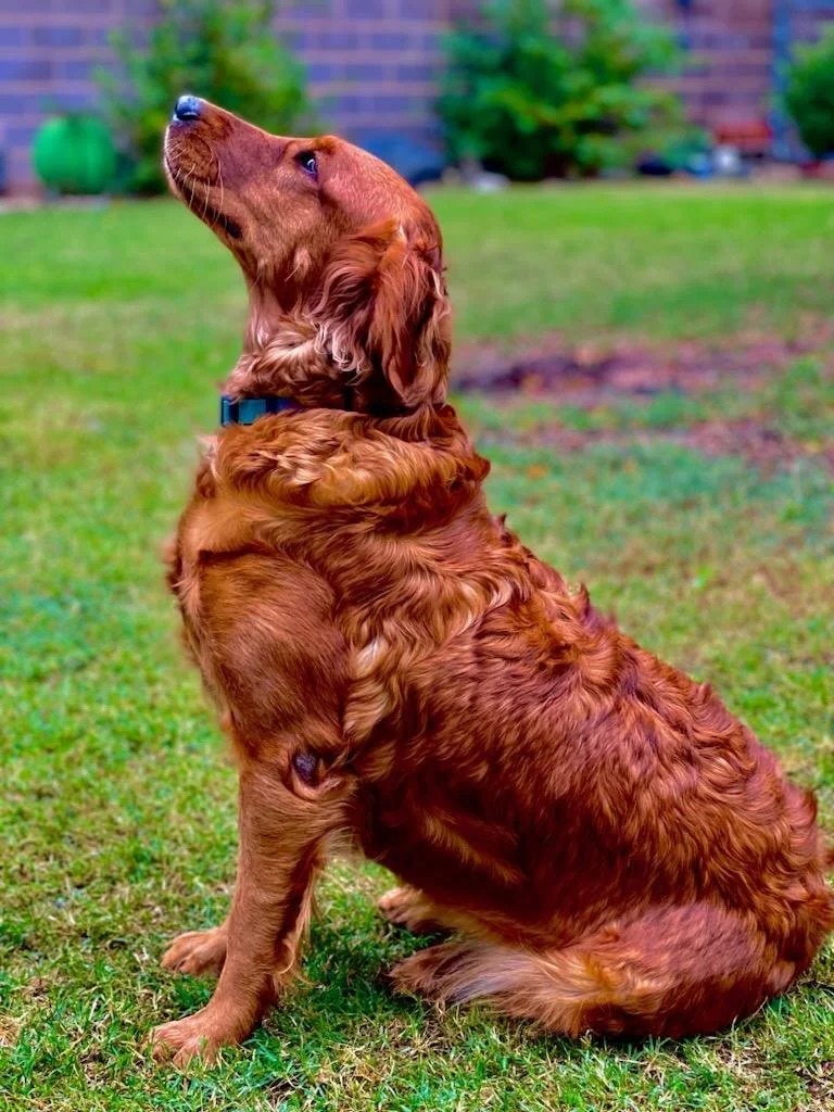 Tikka photo 4